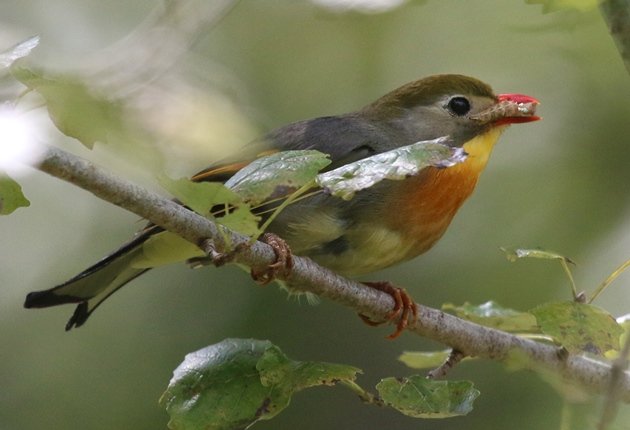 pekin robin 5