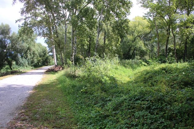 pekin robin habitat