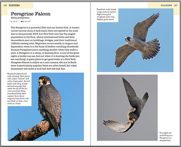 peregrine falcon