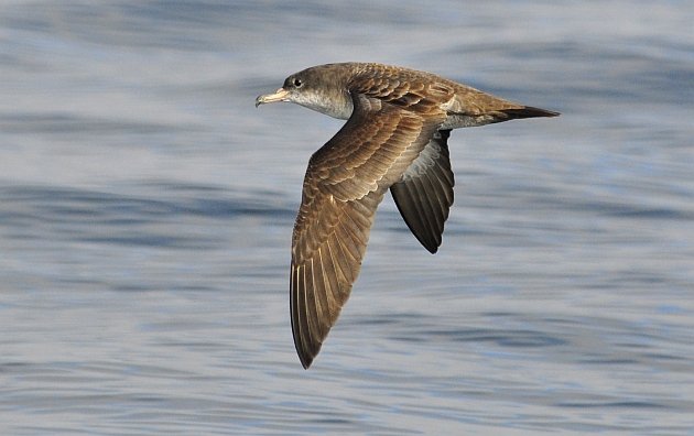 Pink-footed Shearwater