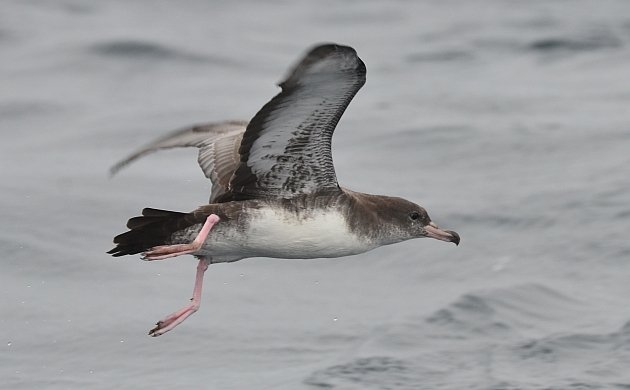 Pink-footed Shearwater