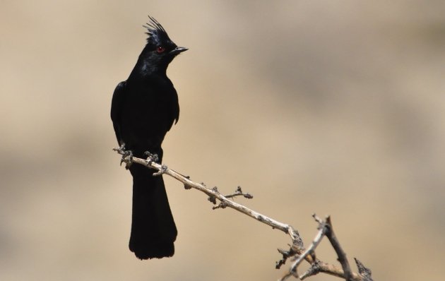 Phainopepla