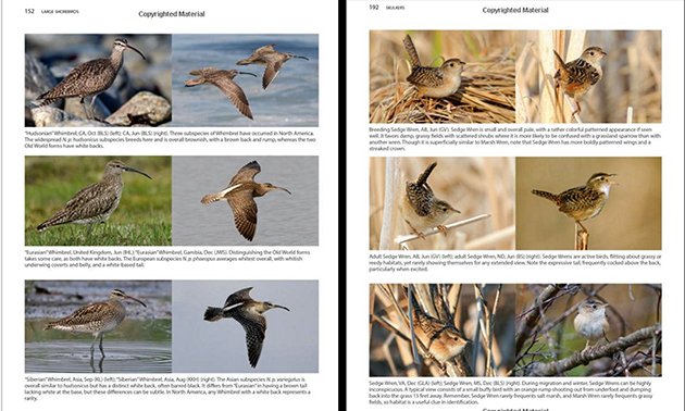 better birding photographs 2