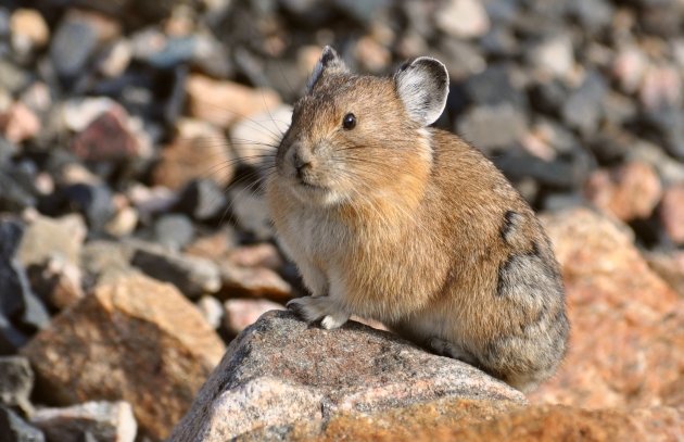 pika