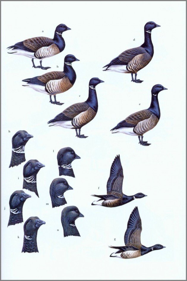 plate14.brant.a