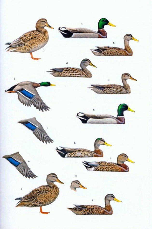 Waterfowl of North America, Europe & Asia: An Identification Guide