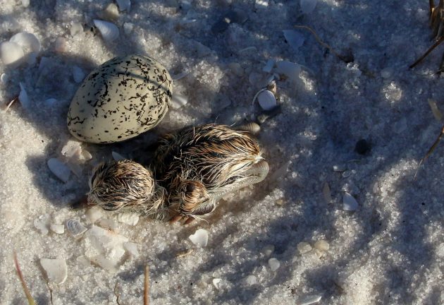 nature, landscape, eggs, birds, plover