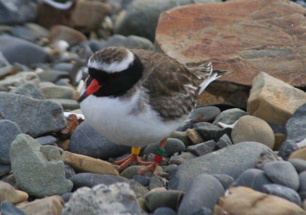 Shore Plover