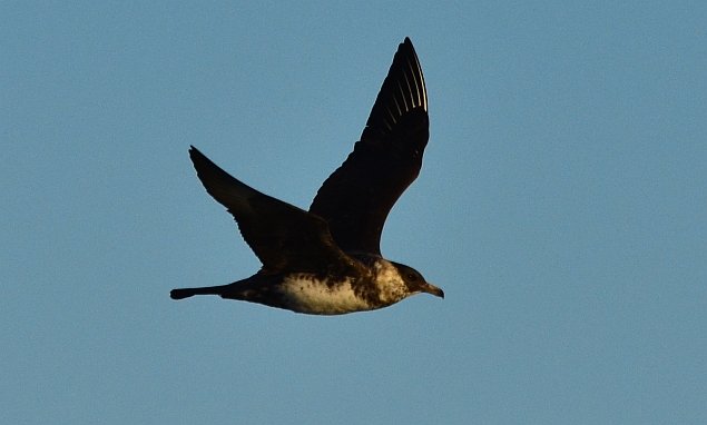 Pomarine Jaeger