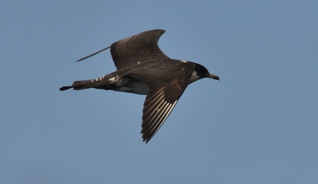 POMARINE JAEGER