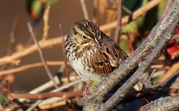 Savannah Sparrow cleaning its foot