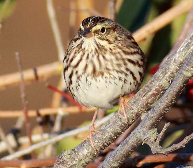 puffed up Savannah Sparrow