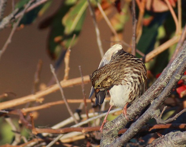 Savannah Sparrow preening its wing