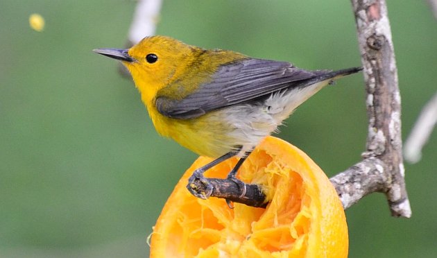 Prothonotary Warbler