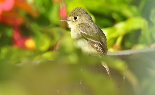 Pacific-slope Flycatcher