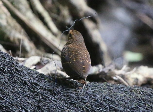 pygmy wren babbler 1