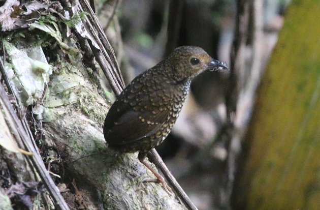 pygmy wren babbler 2