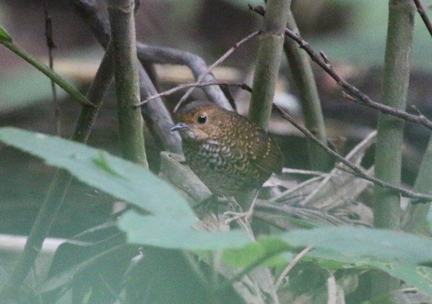 pygmy wren babbler 3