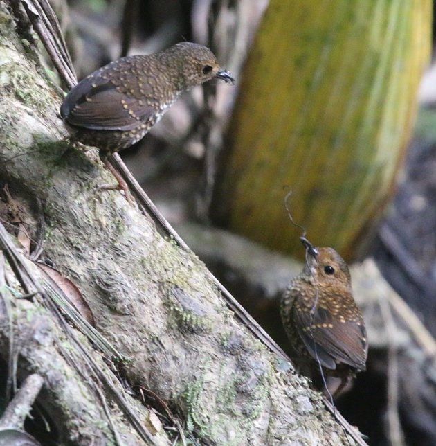 pygmy wren babbler pair