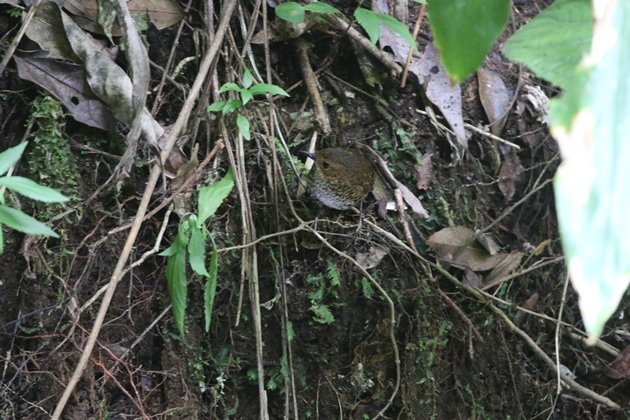 pygmy wren babbler small