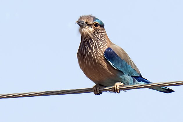 ranth.indian roller.7954.630