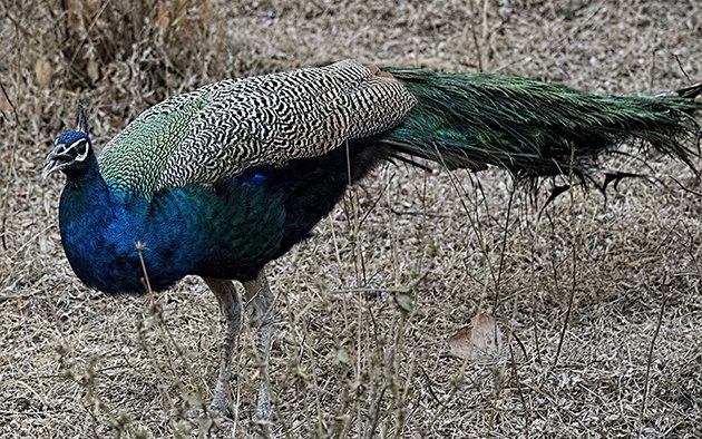 ranth.peacock.2.630