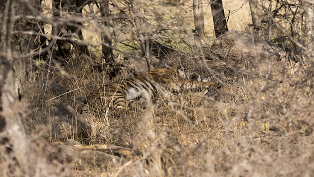 ranth.tiger lying down.8080