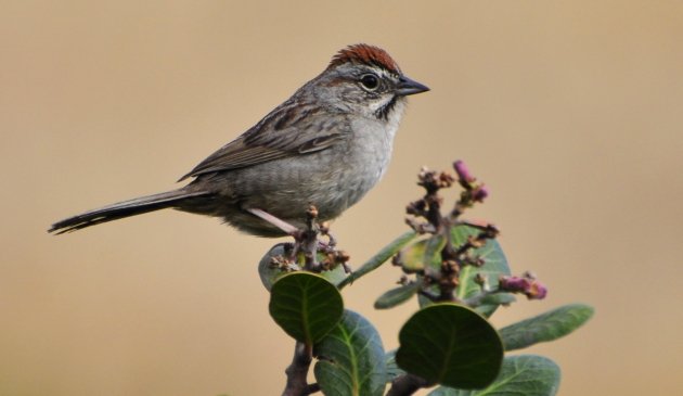 Rufous-crowned Sparrow