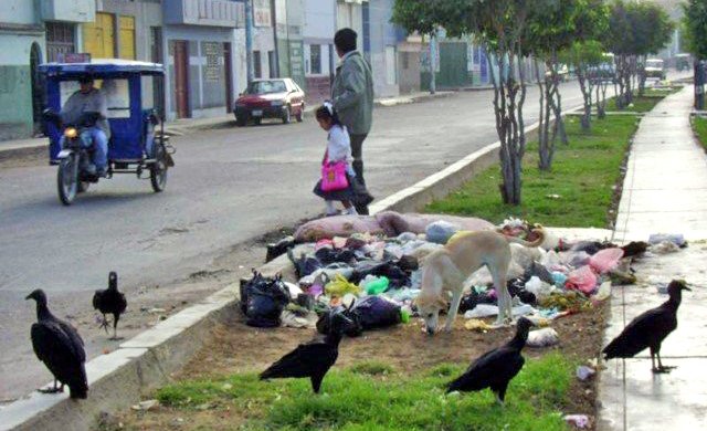 Vultures in city