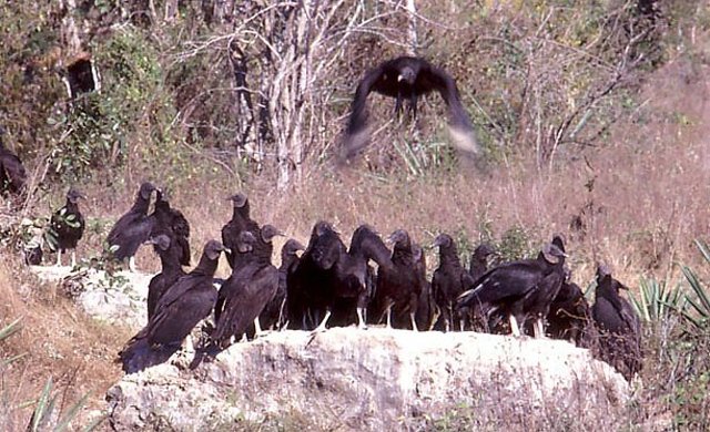 vulture flock
