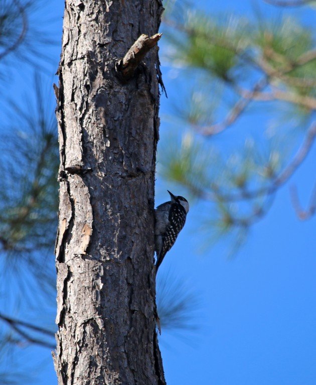 woodpecker, red-cockaded woodpecker, nature, florida