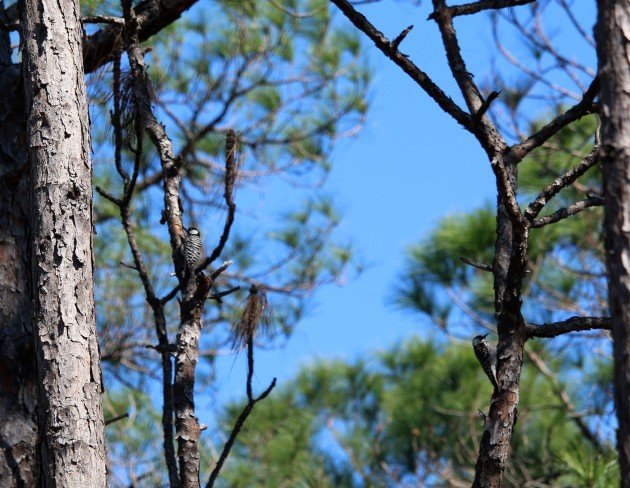 woodpecker, red-cockaded woodpecker, nature, florida