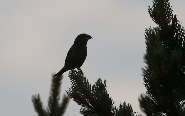 red crossbill 1