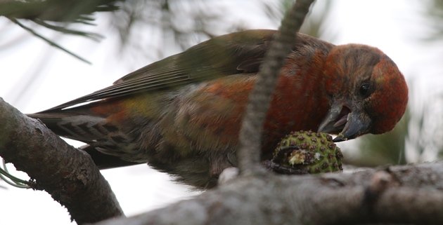 red crossbill 2