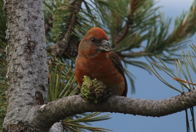 red crossbill cone 1