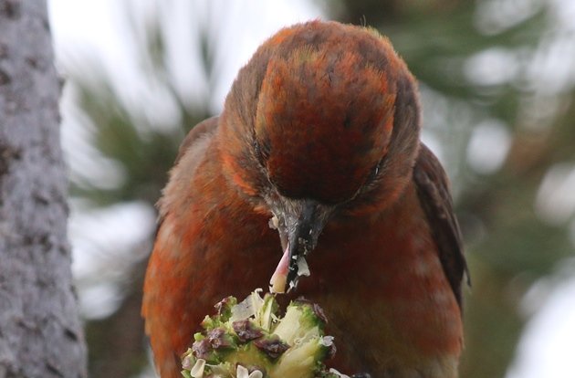 red crossbill eating