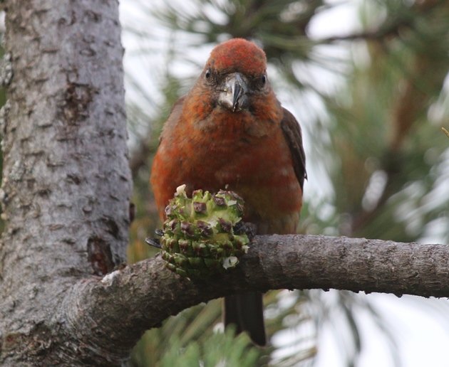 red crossbill looking at me