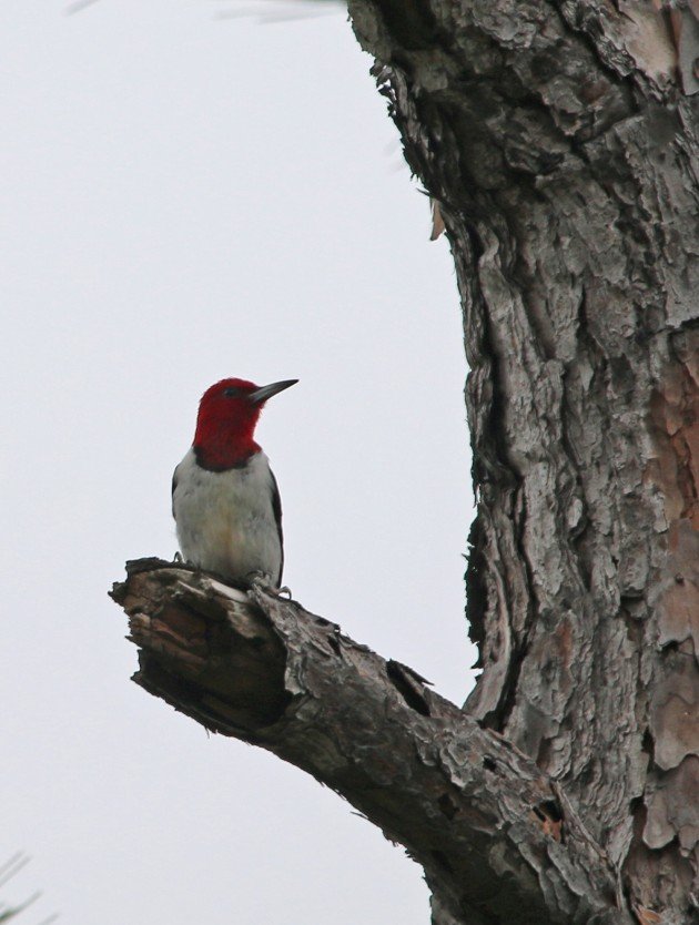 red-headed woodpecker