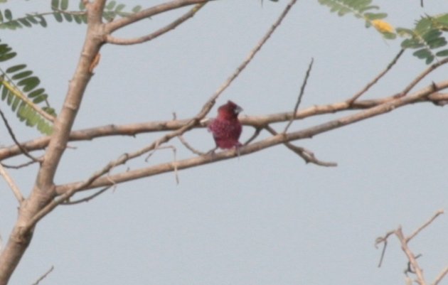 red munia 1