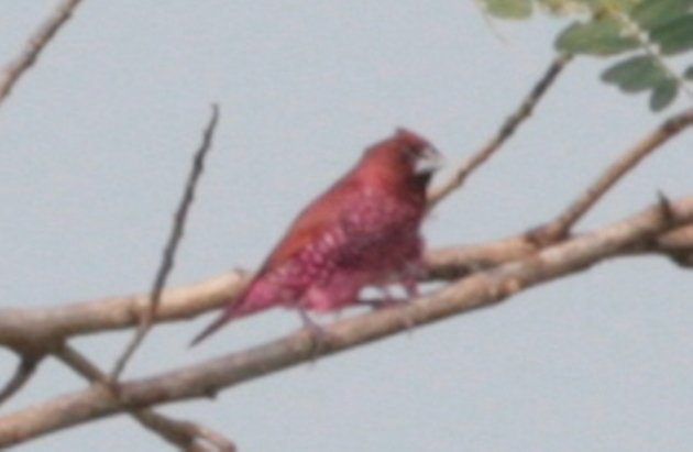 red munia 2