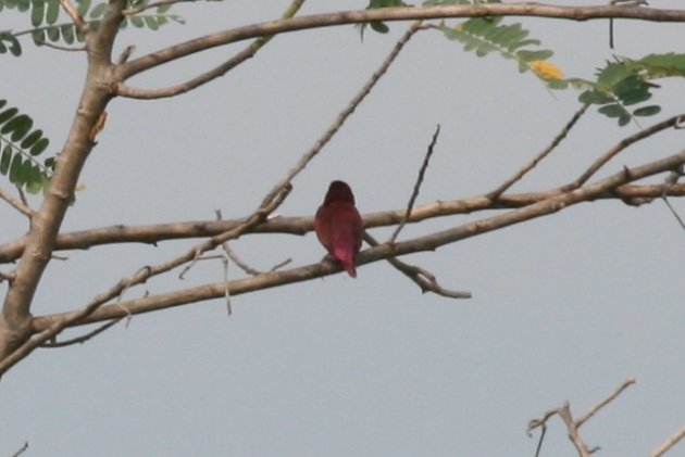 red mystery  munia