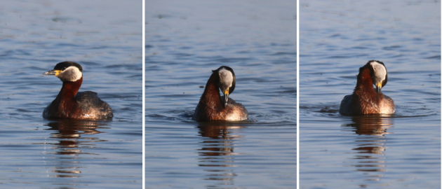 red-necked grebe preening