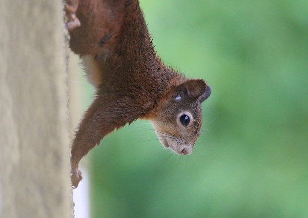 red squirrel 2