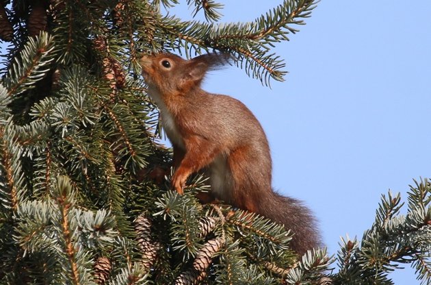 red squirrel 3
