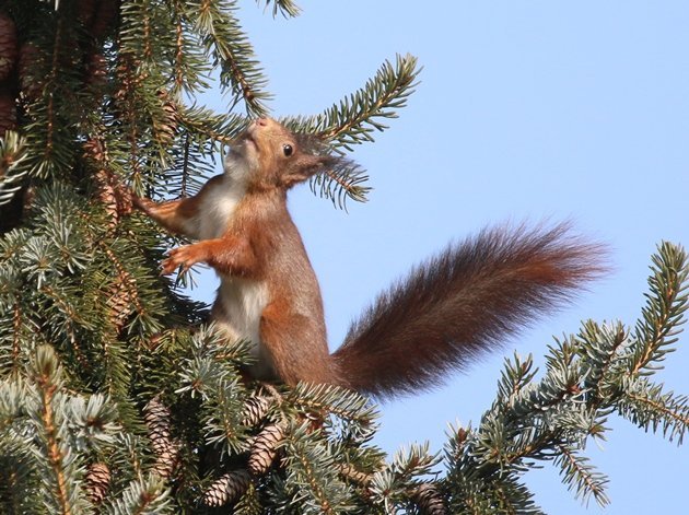 red squirrel 4