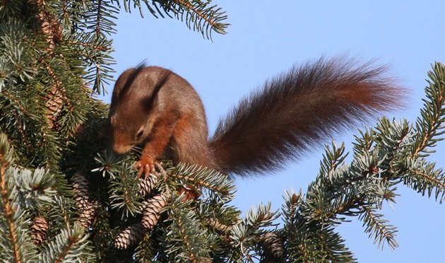 red squirrel 5