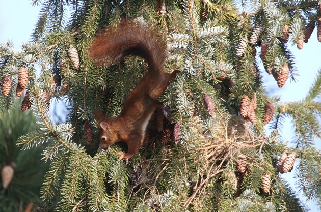 red squirrel 6
