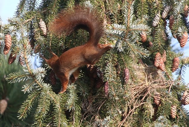 red squirrel 7