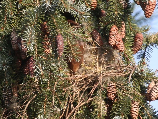 red squirrel 9