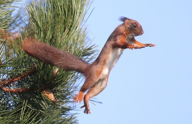 red squirrel jump